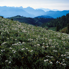 Prairie fleurie à l'Authion, en léger contre-jour en début d'été.